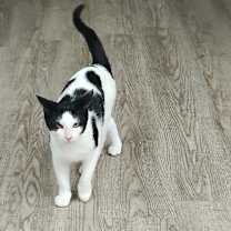 Thumbnail photo of Spots #1