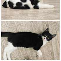 Thumbnail photo of Spots #2