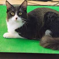 Thumbnail photo of Socks #1