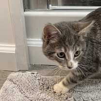 Thumbnail photo of Misty #1