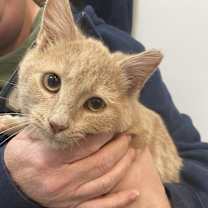 Thumbnail photo of Cypher #1