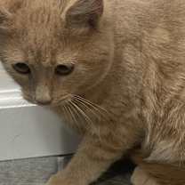 Thumbnail photo of Cypher #3