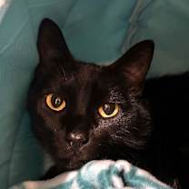 Thumbnail photo of Jet #2