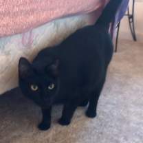 Thumbnail photo of Jet #3