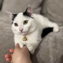 Thumbnail photo of Sushi #1