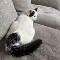 Thumbnail photo of Sushi #3