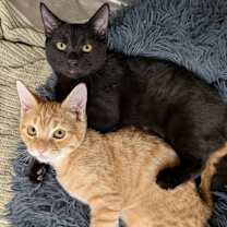 Thumbnail photo of Zest #3