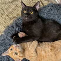 Thumbnail photo of Zest #4