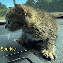 Thumbnail photo of Sparkie #2
