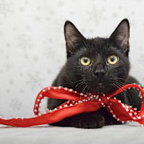 Thumbnail photo of Saturday #2