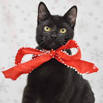 Thumbnail photo of Saturday #3