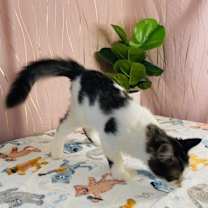 Thumbnail photo of Furby #2