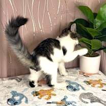 Thumbnail photo of Furby #4