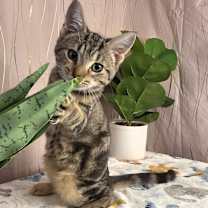 Thumbnail photo of Roux (FIV+) #2