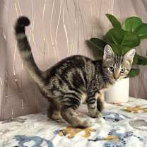 Thumbnail photo of Roux (FIV+) #4