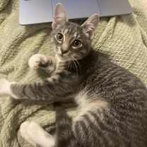 Thumbnail photo of Henry #3