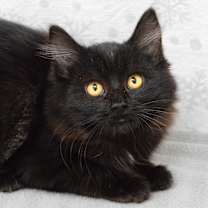 Thumbnail photo of Amy #1