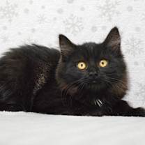 Thumbnail photo of Amy #2