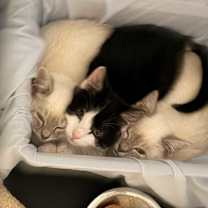 Thumbnail photo of Juni #2