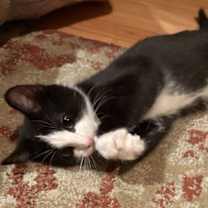 Thumbnail photo of Houdini Weisz #2