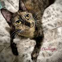 Thumbnail photo of Calliope #1