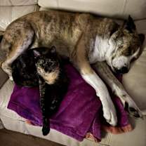 Thumbnail photo of Calliope #2