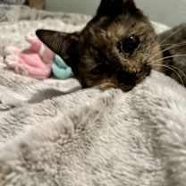 Thumbnail photo of Calliope #3