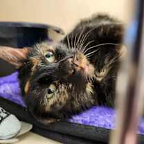 Thumbnail photo of Peppermint Patty #2