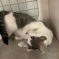 Thumbnail photo of Giant Peach #2