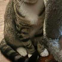 Thumbnail photo of Jackson meet me 12/0 #2