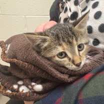 Thumbnail photo of Hypatia #2