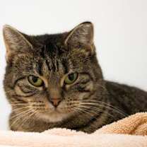 Thumbnail photo of Dotty #2