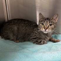 Thumbnail photo of Dotty #3