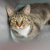 Thumbnail photo of Gidget #1