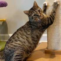 Thumbnail photo of Gidget #2