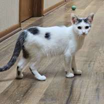 Thumbnail photo of Moe #1