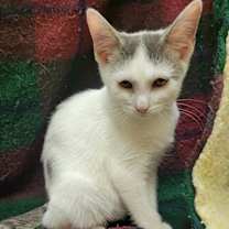 Thumbnail photo of Moe #2