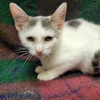 Thumbnail photo of Moe #3