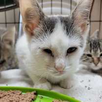 Thumbnail photo of Moe #4