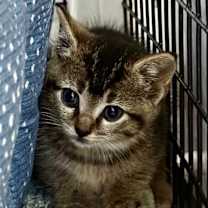 Thumbnail photo of Blueberry Muffin #1