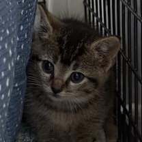 Thumbnail photo of Blueberry Muffin #2