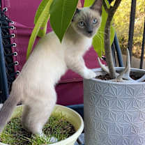 Thumbnail photo of Finnagan #1