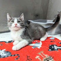 Thumbnail photo of Argus #1