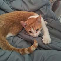 Thumbnail photo of Reid #1