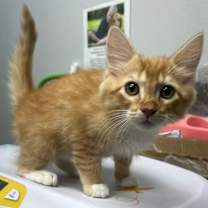 Thumbnail photo of Tonka #1