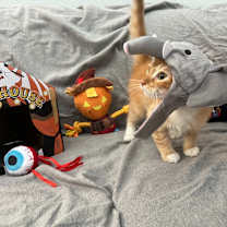 Thumbnail photo of Tonka #2