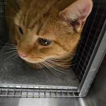 Thumbnail photo of Oscar #2