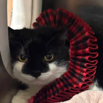 Thumbnail photo of Squeaky #1