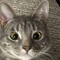 Thumbnail photo of Ivri #2