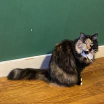 Thumbnail photo of Dodo #1